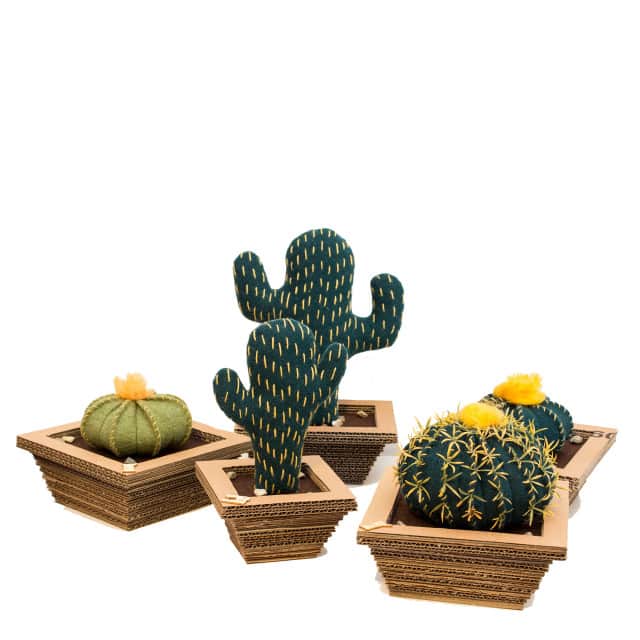 cactus feltro raccolta